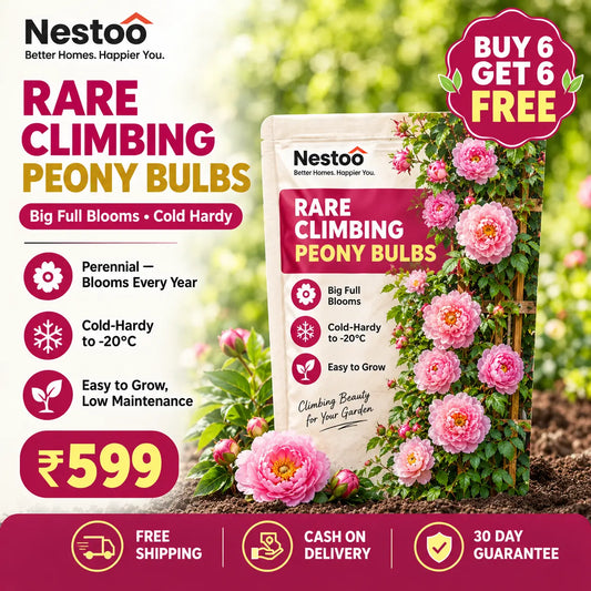 🌸Nestoo - Rare Climbing Peony Bulbs🔥Buy 6 Get 6 Free Bulbs🔥