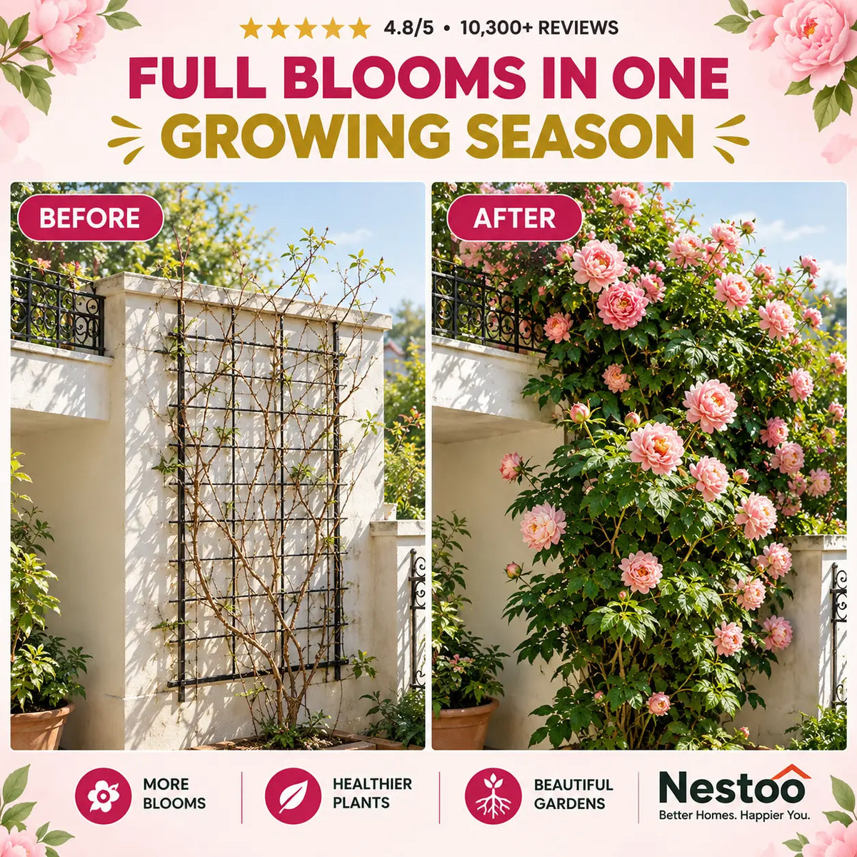 🌸Nestoo - Rare Climbing Peony Bulbs🔥Buy 6 Get 6 Free Bulbs🔥