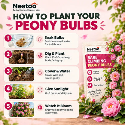 🌸Nestoo - Rare Climbing Peony Bulbs🔥Buy 6 Get 6 Free Bulbs🔥