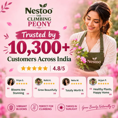 🌸Nestoo - Rare Climbing Peony Bulbs🔥Buy 6 Get 6 Free Bulbs🔥