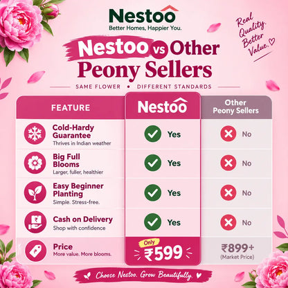 🌸Nestoo - Rare Climbing Peony Bulbs🔥Buy 6 Get 6 Free Bulbs🔥
